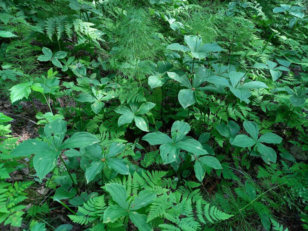 Monimuotoisuuden asialla