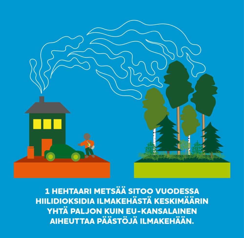 Yksi hehtaari metsää sitoo vuodessa hiilidioksidia ilmakehästä keskimäärin yhtä paljon kuin EU-kansalainen aiheuttaa päästöjä ilmakehään.