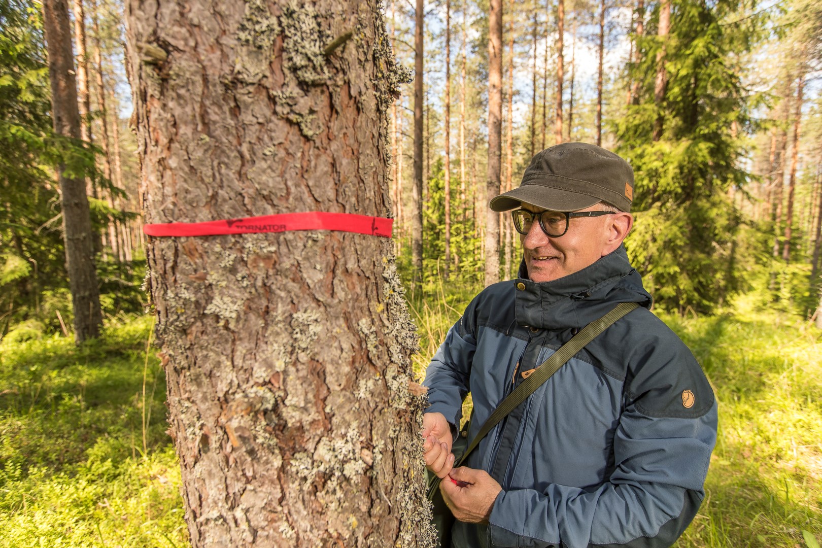 Mies merkitsee männyn metsässä merkintänauhalla.