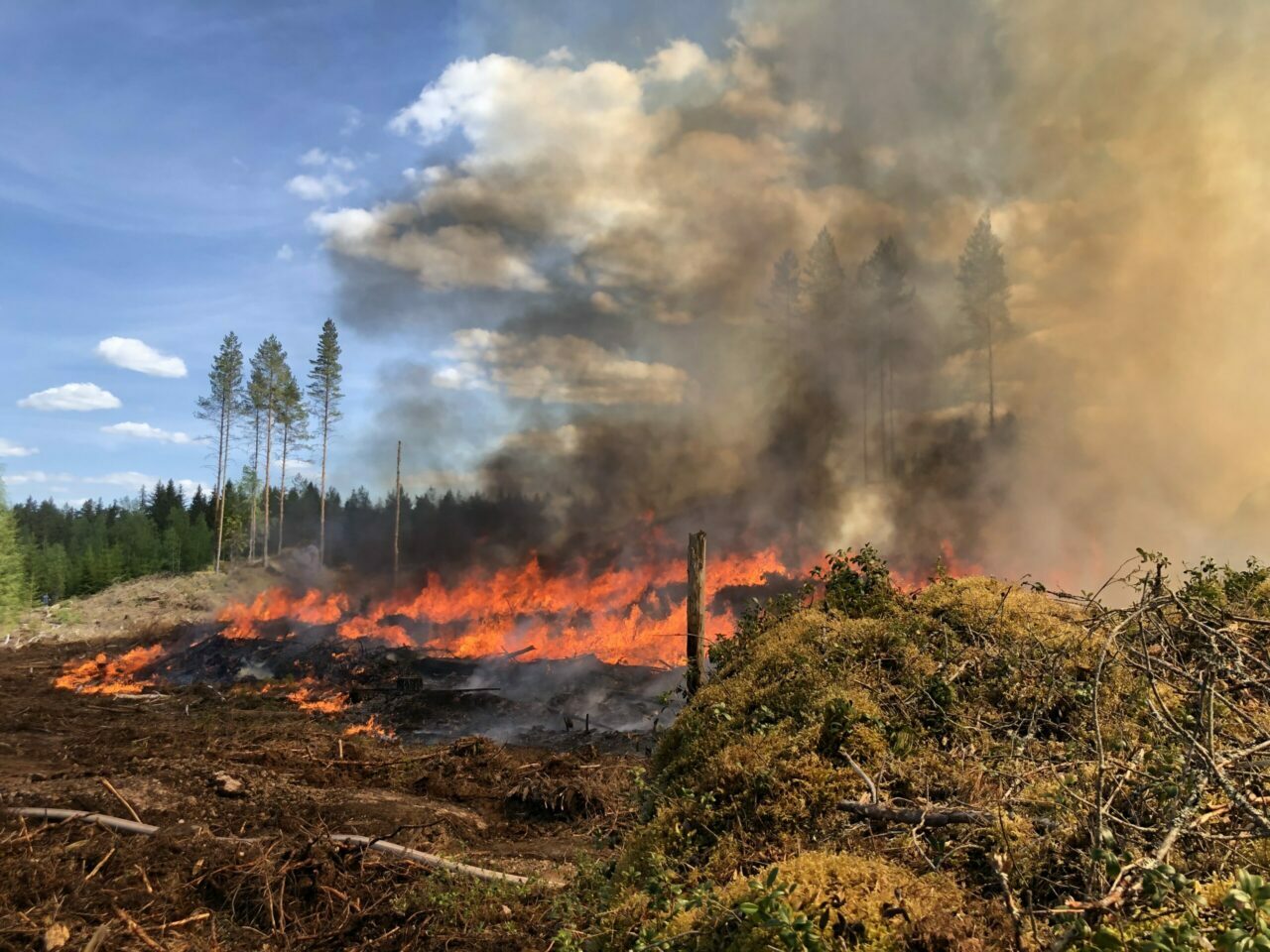 Metsän kulotuksessa hakkuualueen jätepuusto, hakkuutähteet ja osa maanpintaa poltetaan luontaista uudistumista varten.