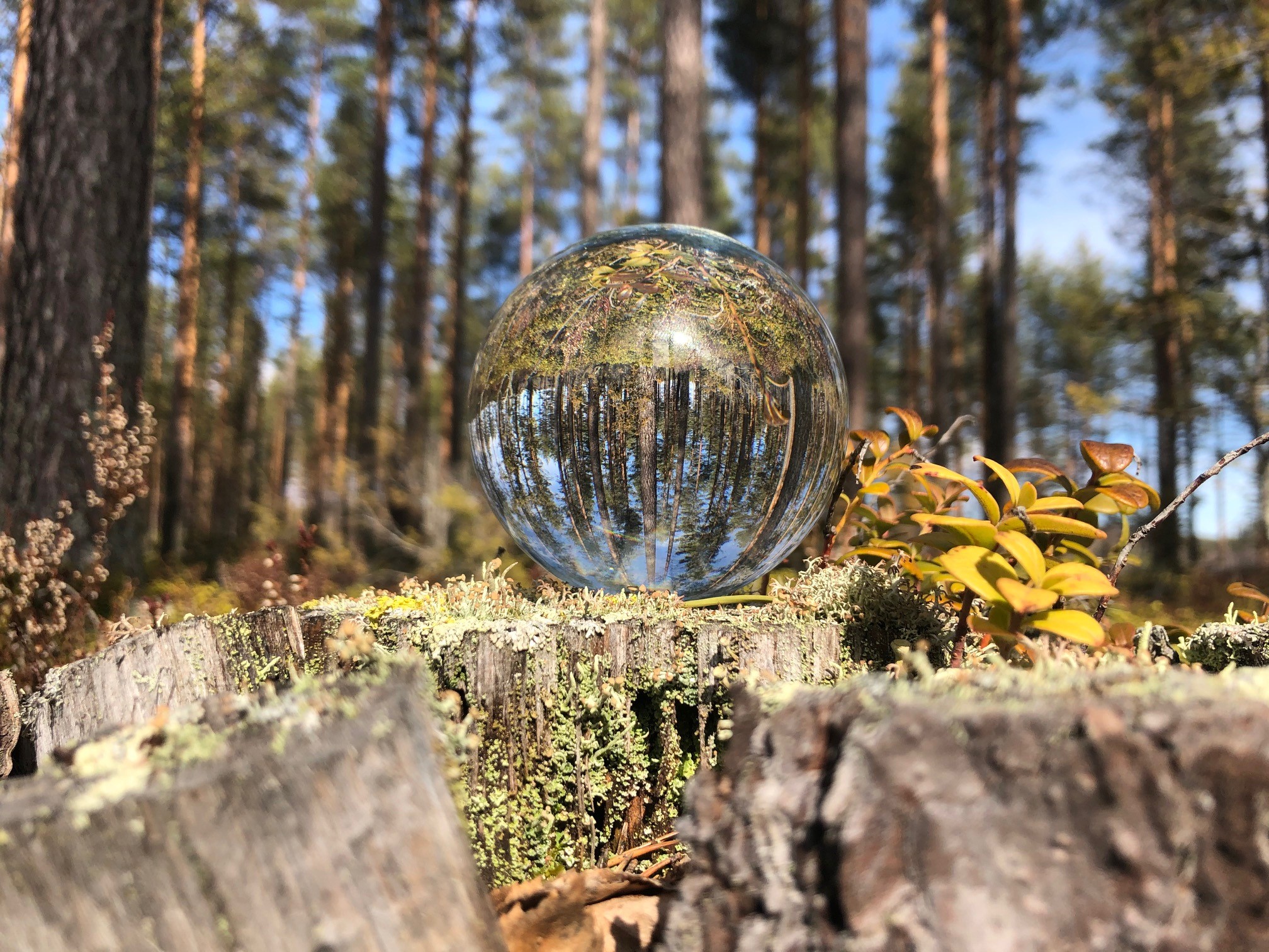 Kirkas pallo kannon päällä, jossa metsä näkyy peilikuvana.