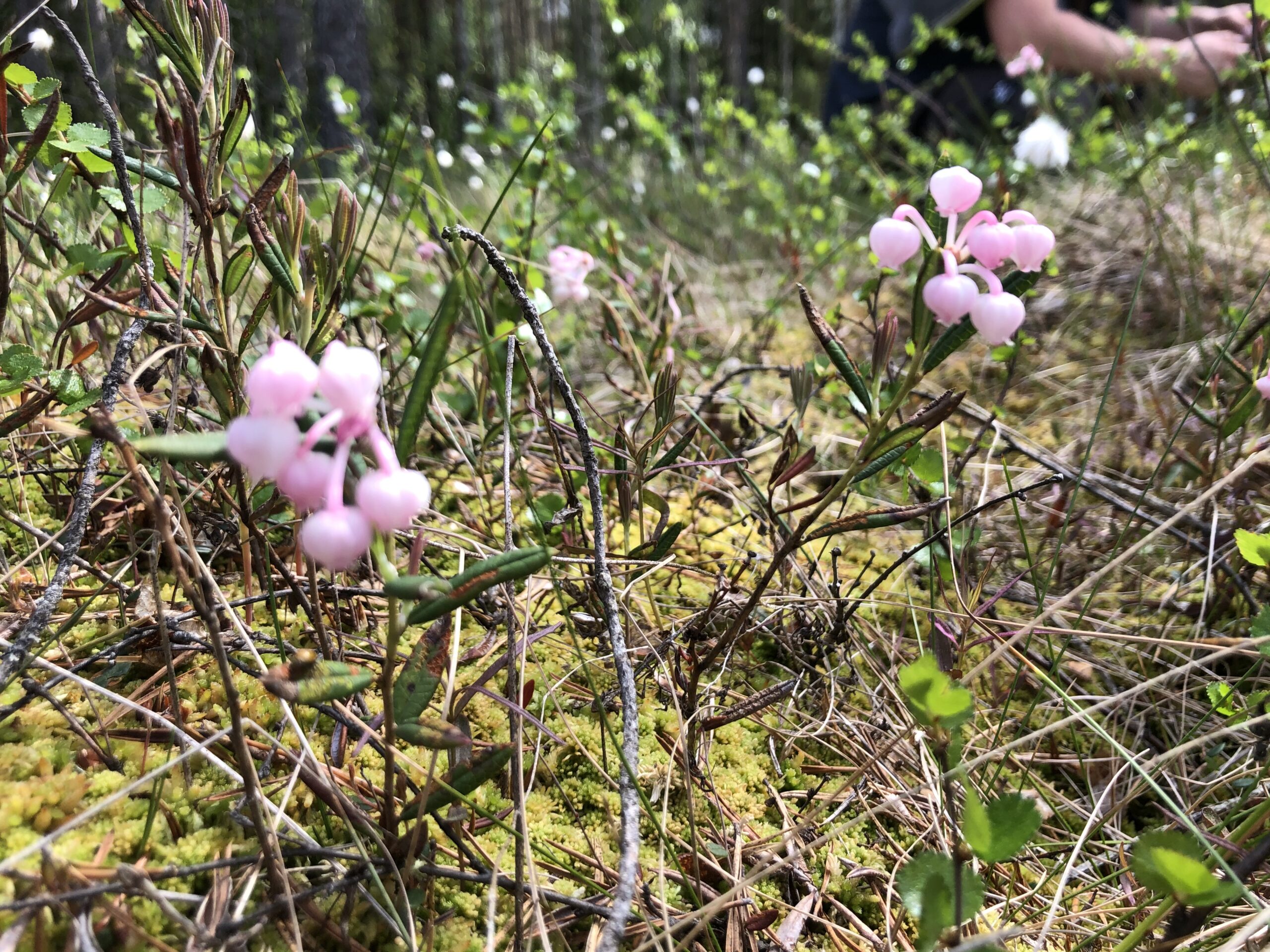 Varvikkoa suolla. Suomen suotyypeistä yli puolet on koko maassa uhanalaisia.