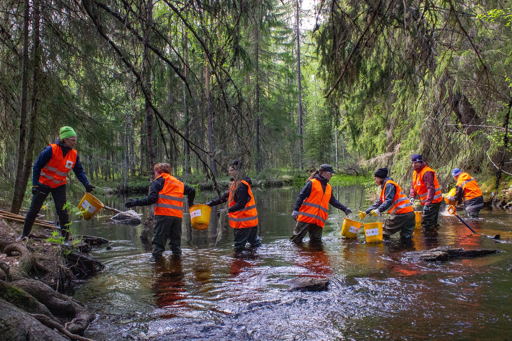 Metsäpurojen puolesta taloiltiin Kuopion Palosenjoella.