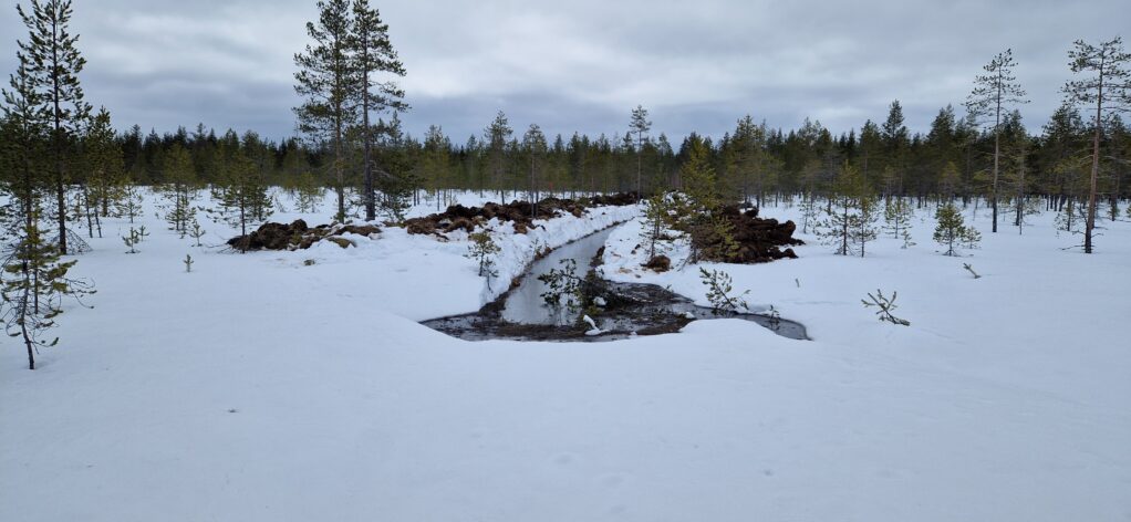 Ojan vedet valuvat suoalueelle nostaen osittain kuivahtaneen luonnontilaisen suon pintaa.