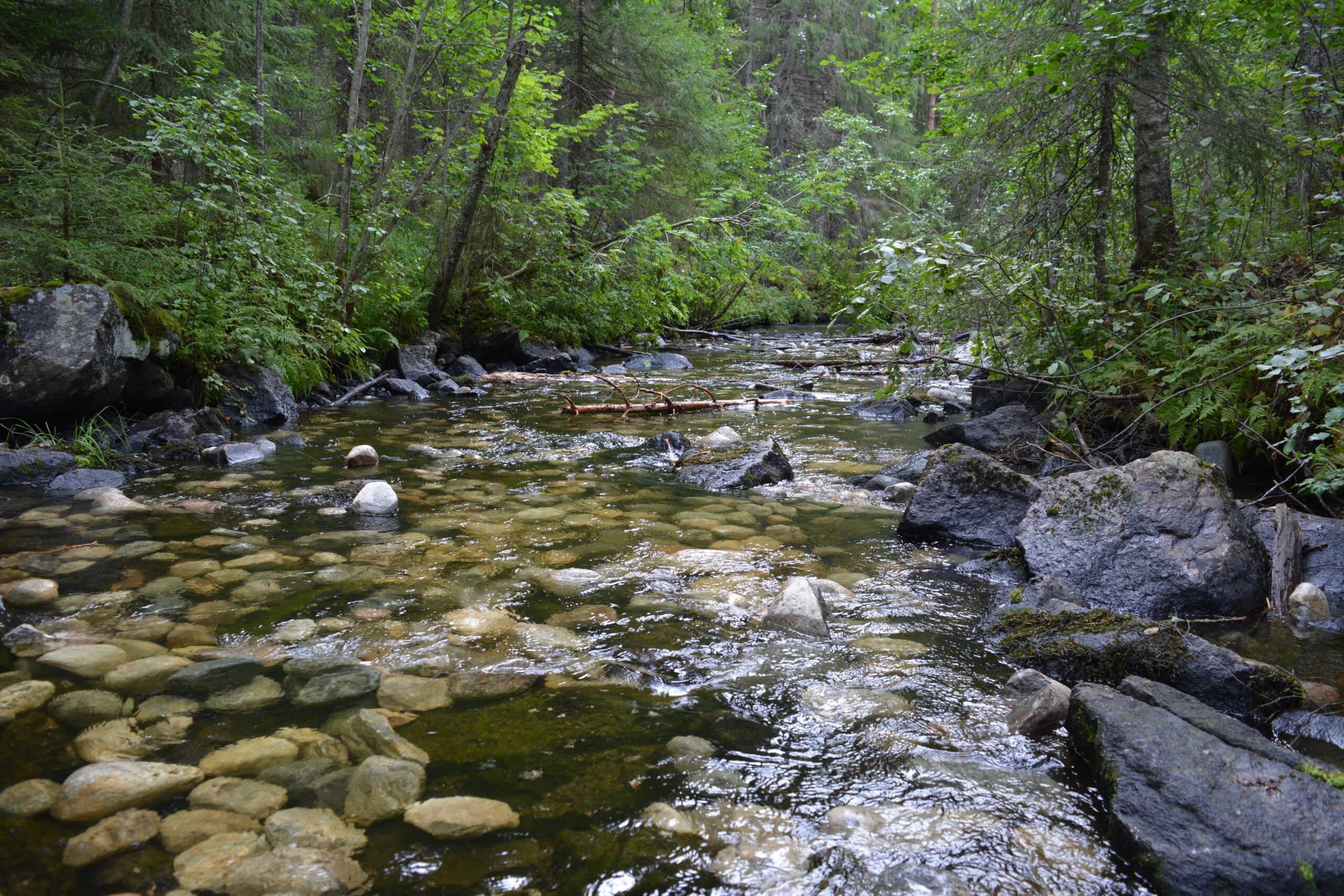 Purotalkoot 26.8.2025